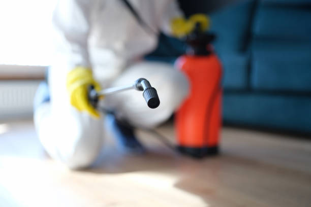 Professional Mold Removal in Thornton, CO